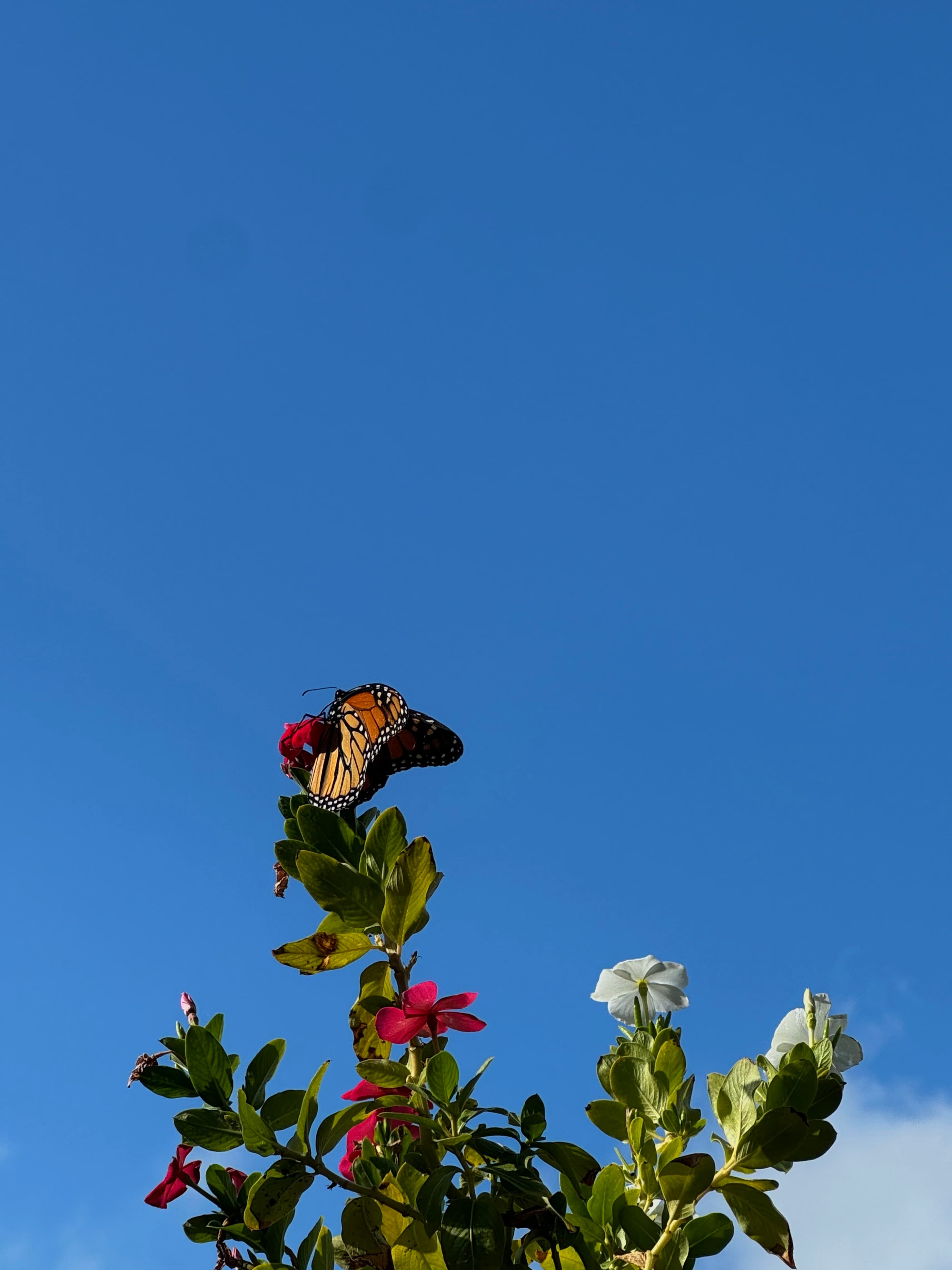 A monarch butterfly resting on bright wildflowers against a clear blue Hill Country sky