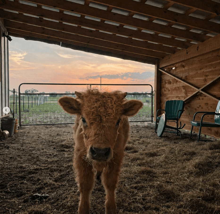 Wayside Wimberley · a calf in the field at golden hour