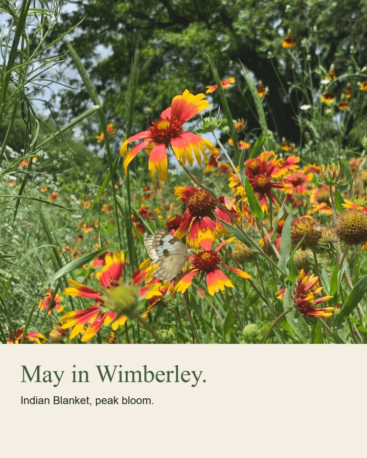 Wayside Wimberley · Texas wildflowers