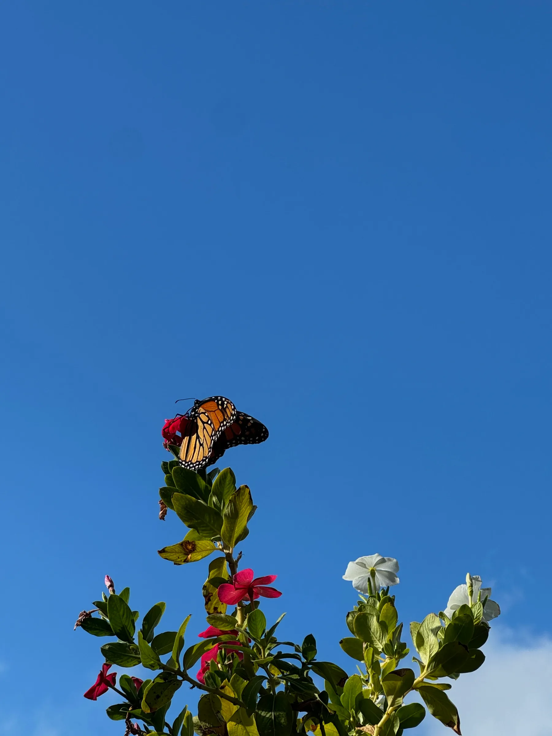 A monarch butterfly resting on bright wildflowers against a clear blue Hill Country sky